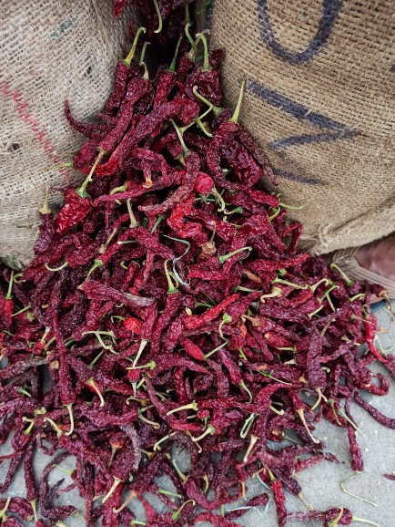 Kashmiri Red Chilli Suppliers in Guntur, India