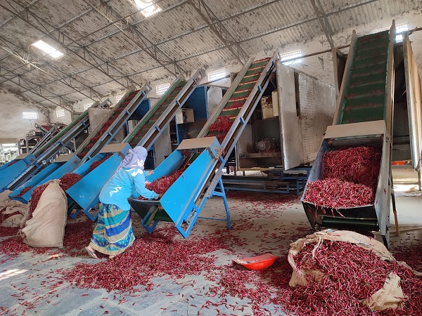 S-17 Teja Dried Red Chilli Suppliers in Guntur