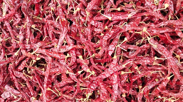 WRINKLE 273 Red Chilli Suppliers in Guntur, India