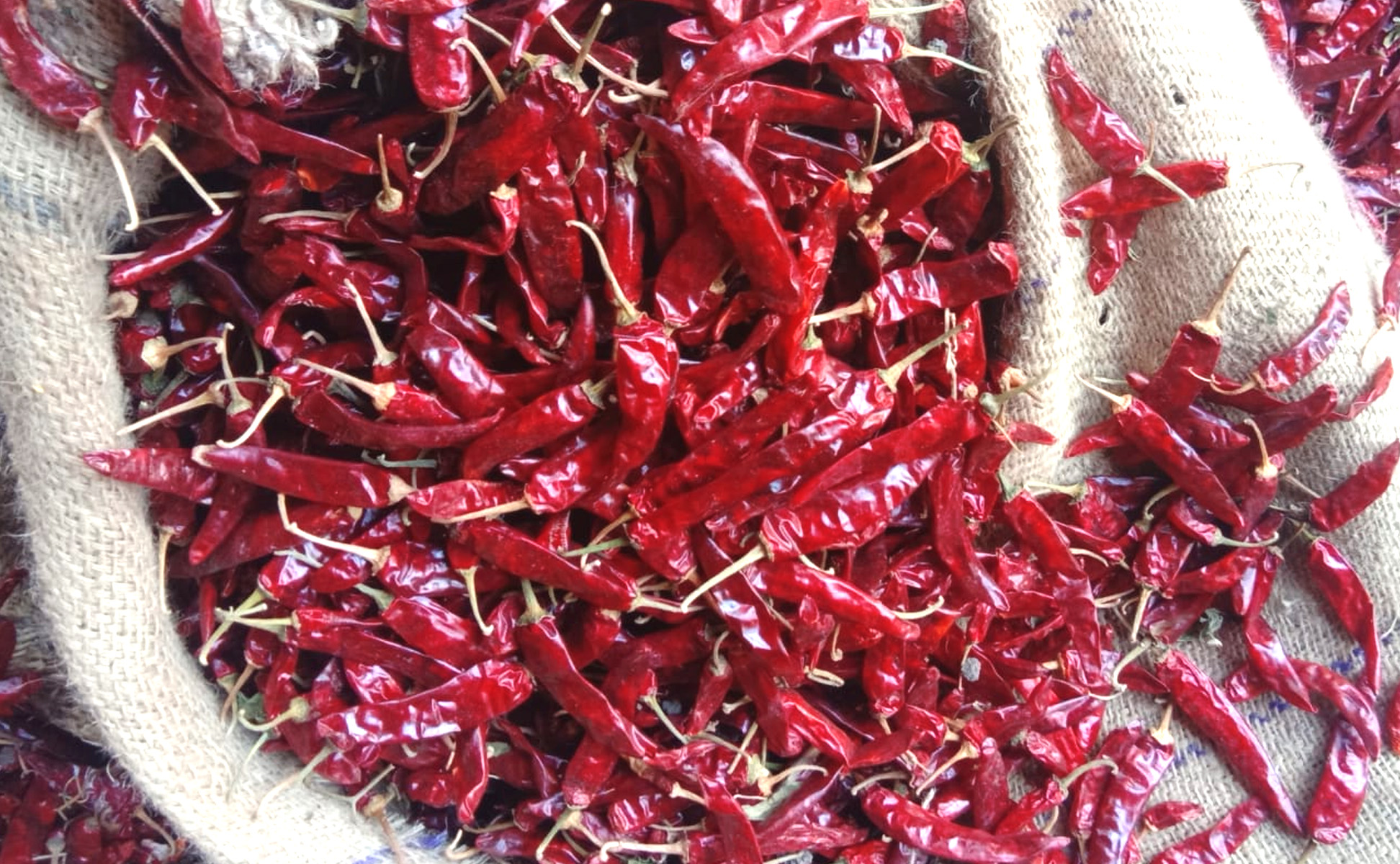No 5 Dried Red Chilli Suppliers in Guntur, India