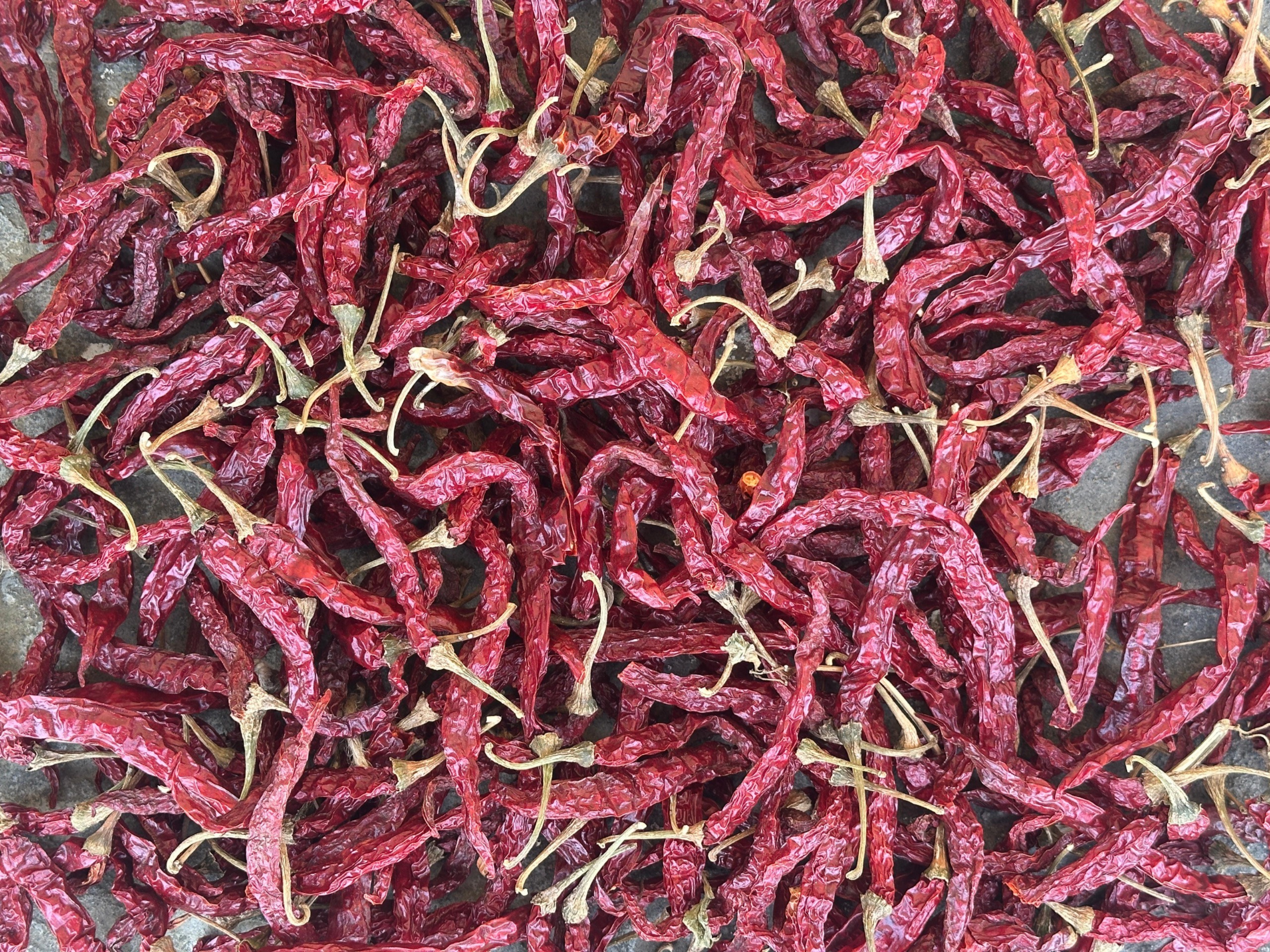 5531 / SYNGENTA BYADGI Red Chilli Suppliers in Guntur, India