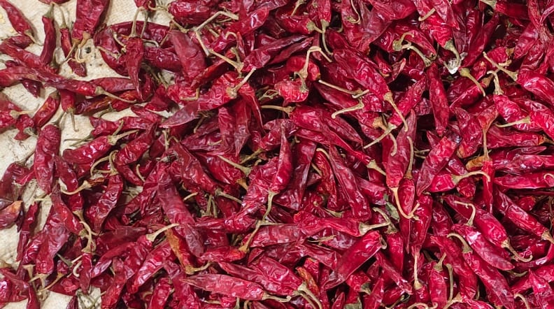 Classic chilli suppliers in india