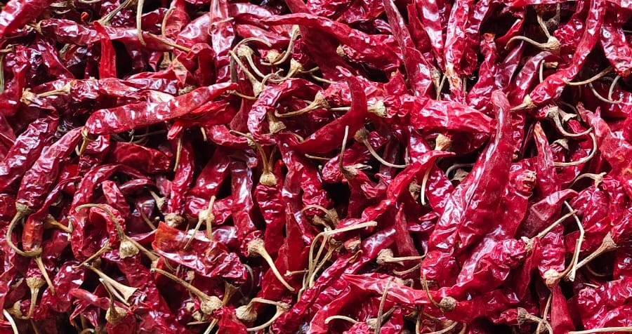 DD Red Chilli Suppliers in Guntur, India