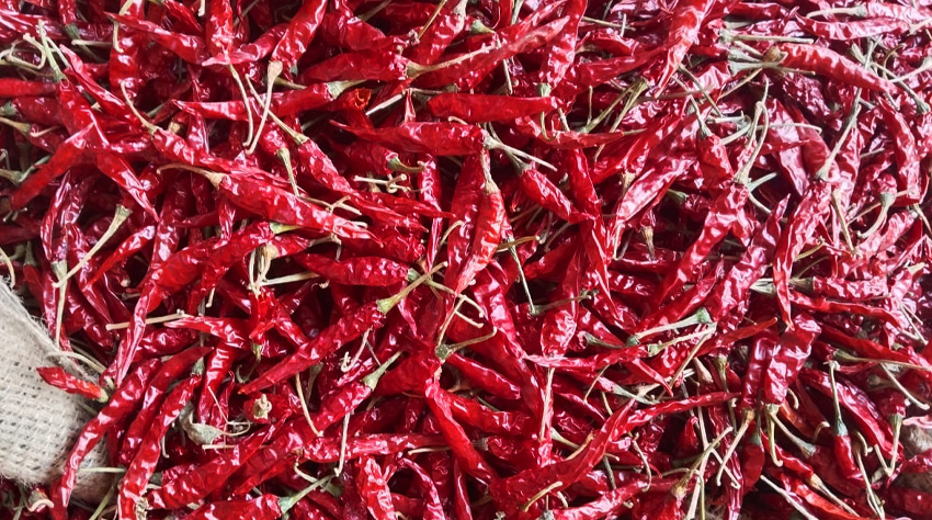 341 Dried Red Chilli Suppliers in Guntur, India