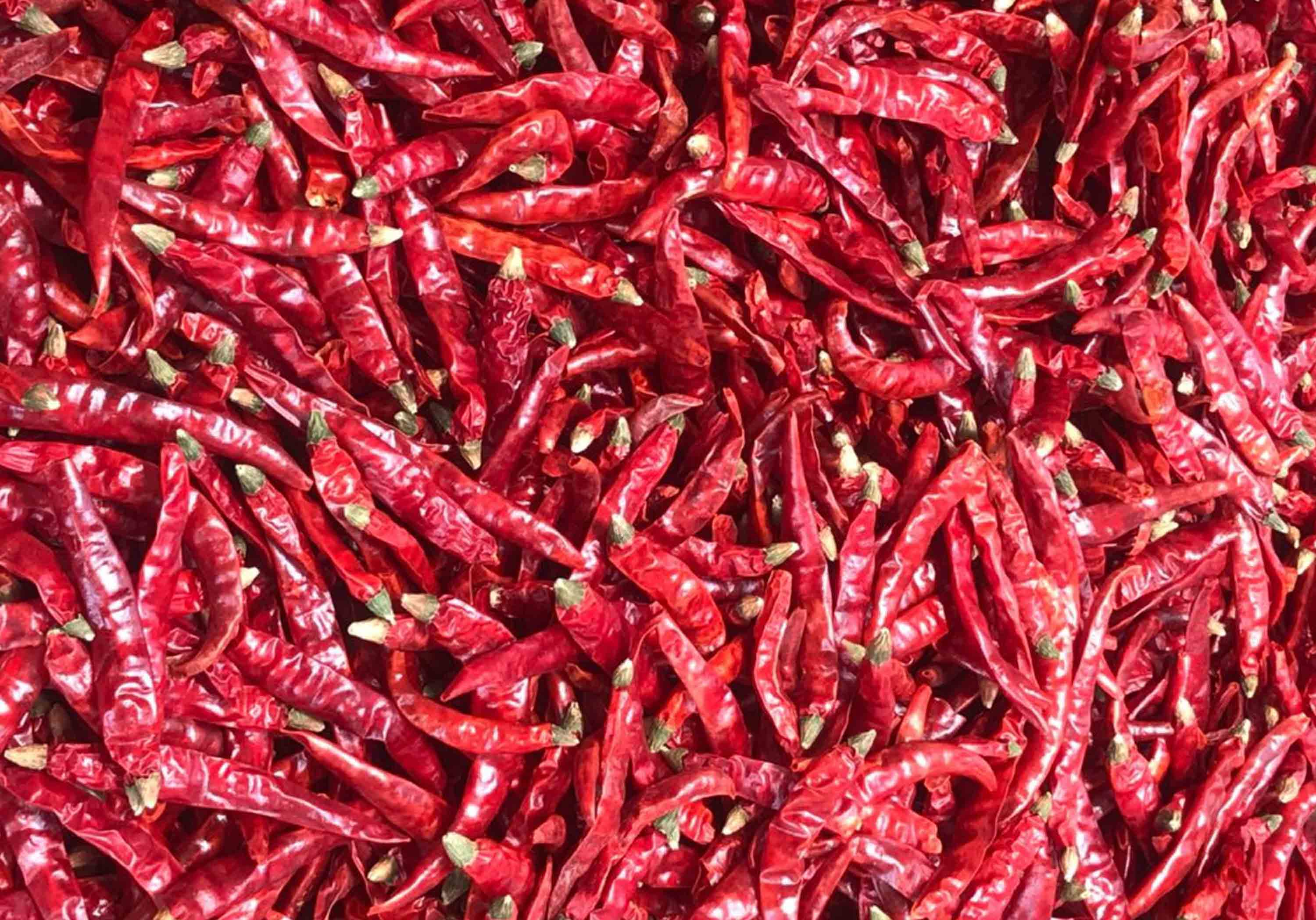 S-17 Teja Dried Red Chilli Suppliers in Guntur, India