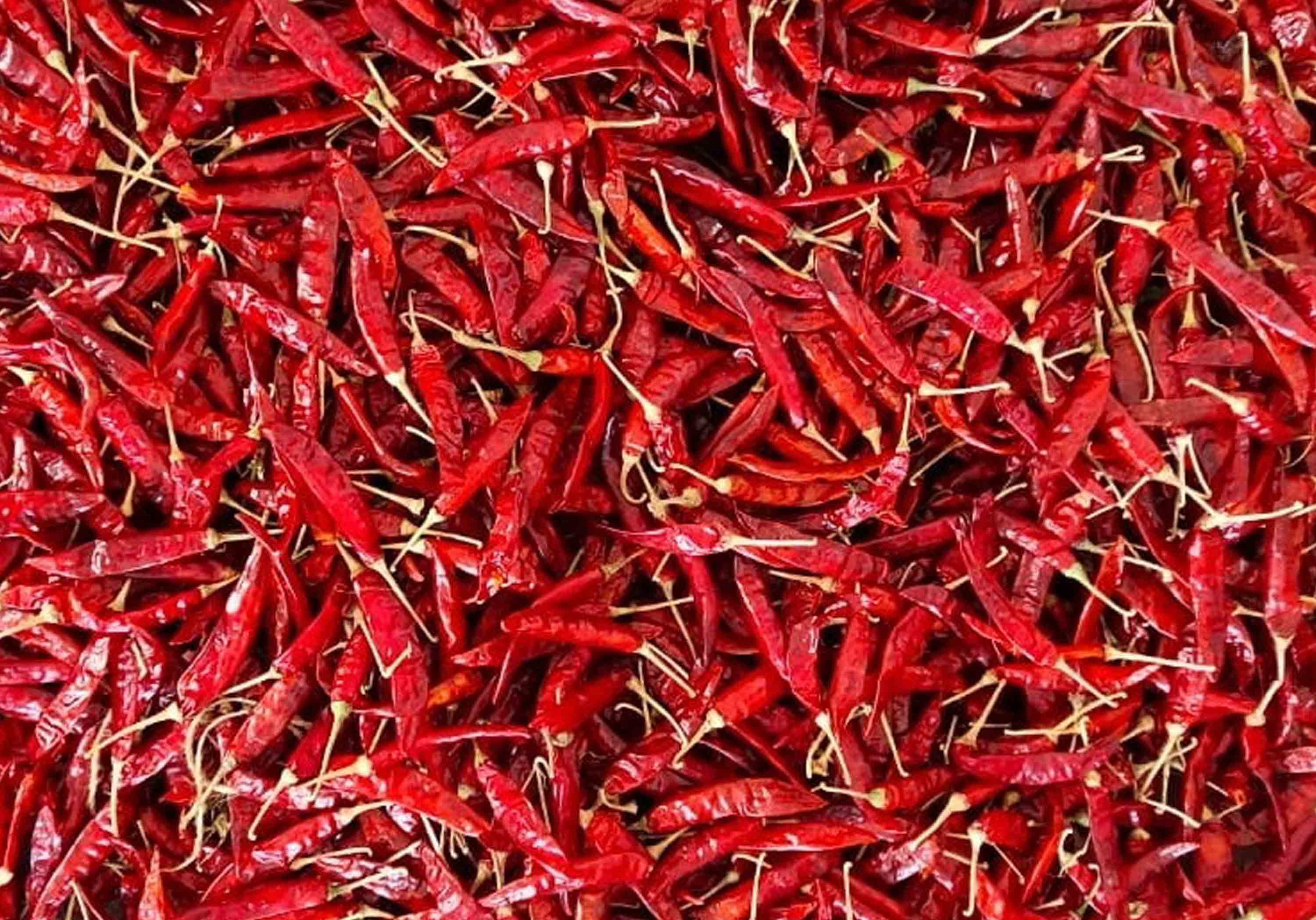 S4 Sannam Dried Red Chilli Suppliers in Guntur, India