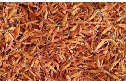 YELLOW CHILLIES Red Chilli Suppliers in Guntur, India